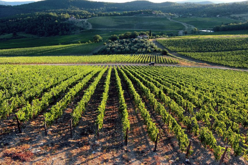 Quando il territorio fa la differenza: le Strade del Vino